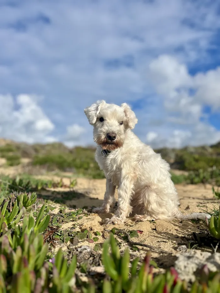 Archie